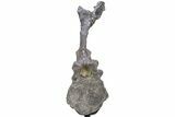 Rare, Stegosaurus Caudal Vertebra w/ Prong Morphology - Wyoming #232733-1